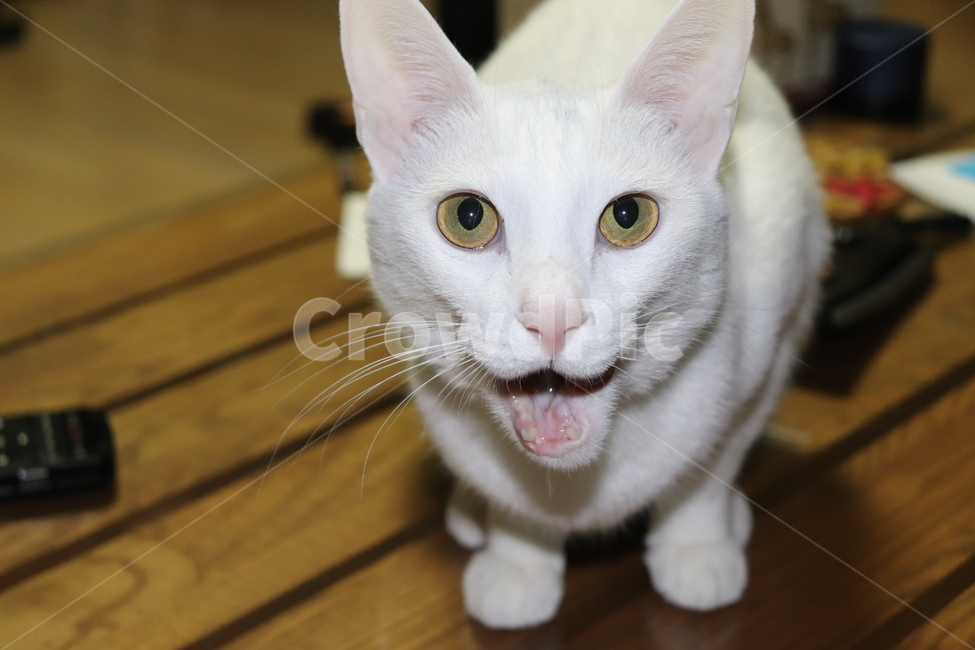 고양이,순간포착,집고양이,표정,씹는,웅크리다,동물,animal,포유류,mammal,고양이,cat,kitten,kitty