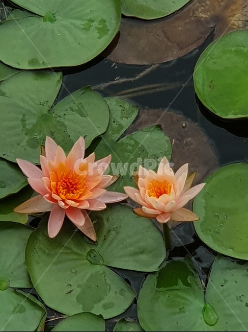 연꽃,연닢,호수공원,산책,물에떠있는꽃