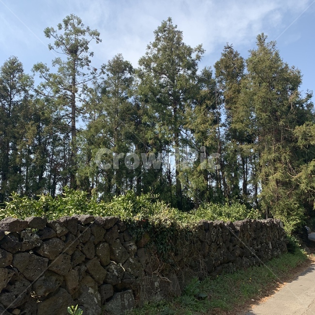 제주풍경,돌담,소나무,자연,자연풍경,제주도,jeju,jeju island,tree,나무,plant,식물,fir,전나무,abies,아비
