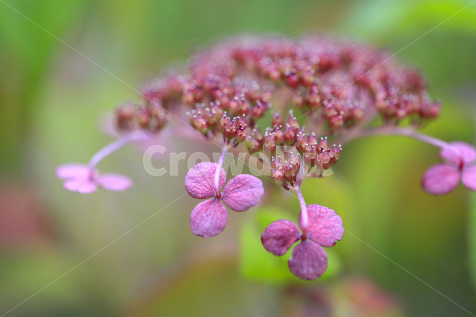 수국,꽃,plant,식물,blossom,식물,자연,plants,nature,꽃,flower