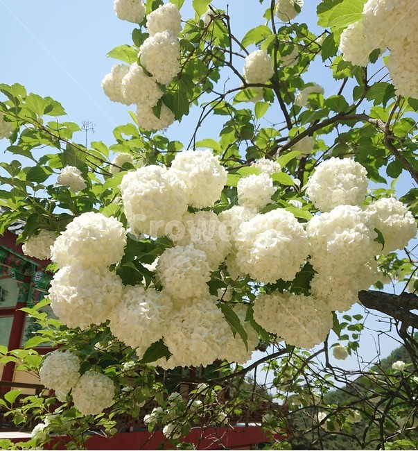 불두화,식물,plant,꽃,백당나무,식물,자연,plants,nature