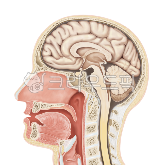 head,머리,사람,face,얼굴,bodypart,신체부위,neck,목,두개골,신경외과,수술,메디컬일러스트,뇌,인체,해부도,humanbrain,의학,병원