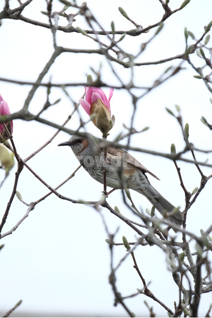 	목련,새,쉼,종달새,분홍,봄,계절,spring,season,식물,자연,plants,nature,꽃,flower,동물,animal,조류,새,birds,bird