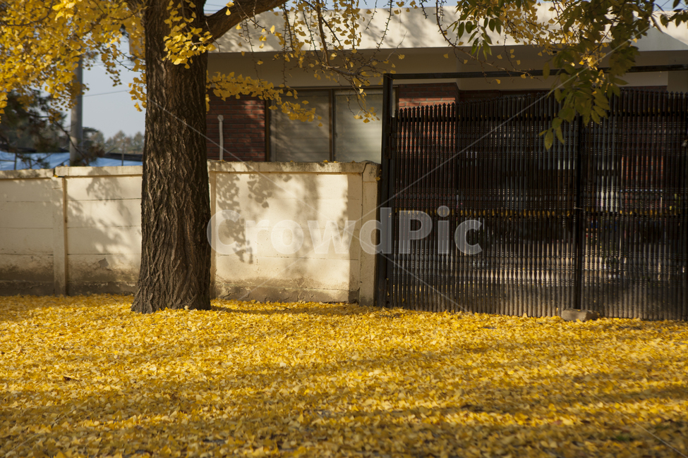 가을,은행나무,낙엽,은행잎,늦가을,정취,가을,계절,fall,autumn,season,자연,풍경,nature,landscape
