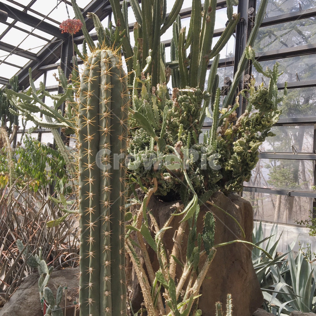 식물원,선인장,식물,botanicalgarden,cactus,hot,식물,자연,plants,nature