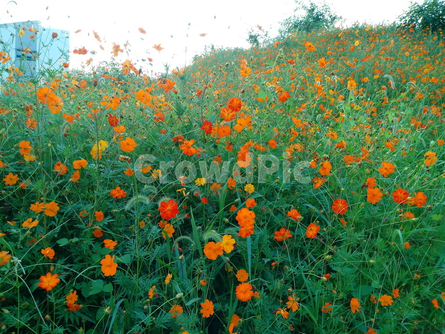 노랑코스모스,yellowcosmos,황금코스모스,식물,꽃,flower,plant,한해살이풀,식물,자연,plants,nature,꽃,flower