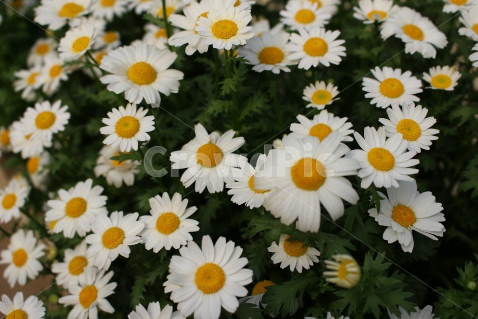마가렛,꽃,꽃밭,노랑,하얀색,식물,자연,plants,nature,꽃,flower