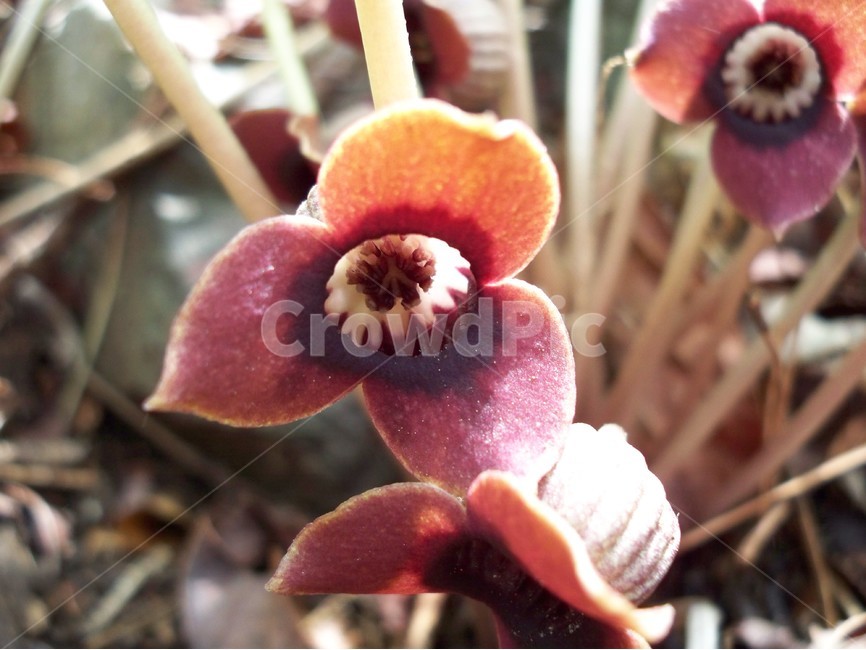 족두리꽃,야생화,flower,자연,식물,식물,자연,plants,nature,꽃,flower