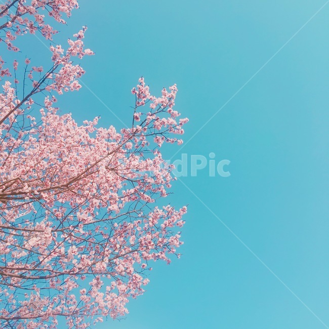 봄,꽃,하늘,벚꽃,봄꽃,봄하늘,벚꽃나무,벚나무,봄,계절,spring,season,plant,식물