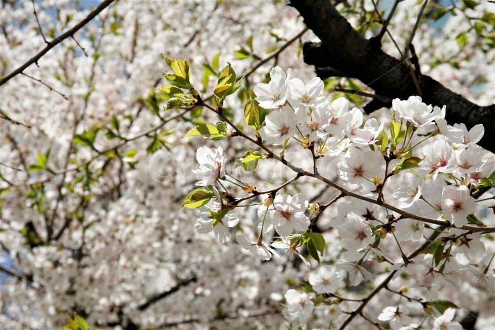 벚꽃,봄,벚꽃나무,벚꽃놀이,꽃,식물,봄,계절,spring,season,식물,자연,plants,nature,꽃,flower,plant,blossom