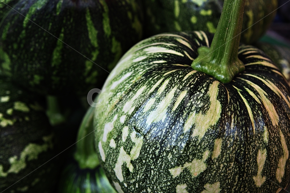 호박,식자재,넝쿨식물,채소,먹거리,음식,식재료,요리,food,cook,meal,dishes,food reserves
