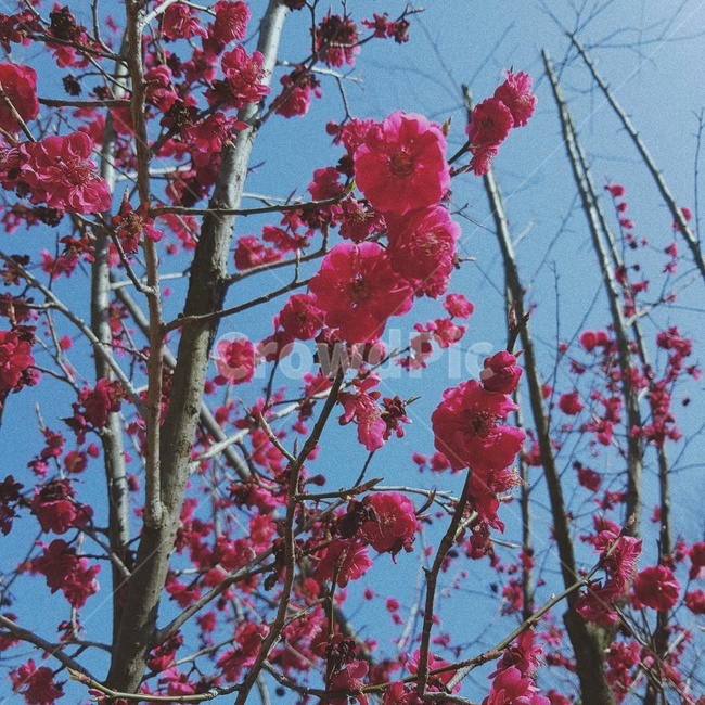 plant,식물,flower,꽃,blossom