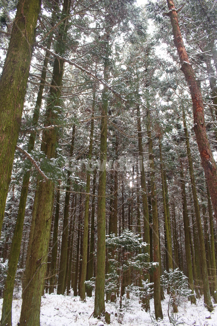 겨울,숲,눈,눈쌓인나무,초록,흰색,겨울,계절,winter,season,자연,풍경,nature,landscape,plant,식물,tree,나무,vegetation,초목,outdoors,옥외,woodland,삼림지,forest,land,땅,grove,작은 숲