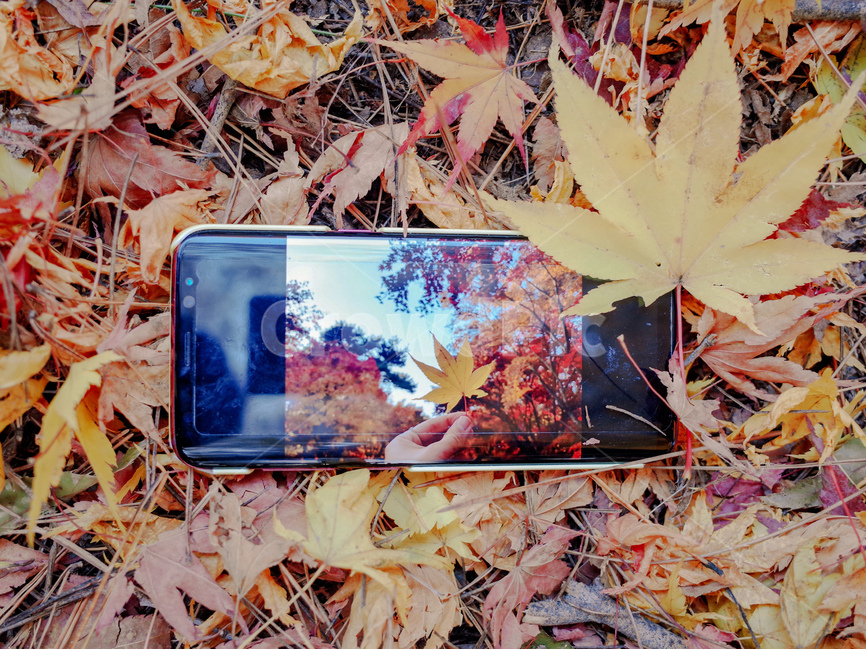 가을,단풍,가을단풍,가을사진,계절,휴대폰,가을,계절,fall,autumn,season,leaf,잎,plant,식물,tree,나무