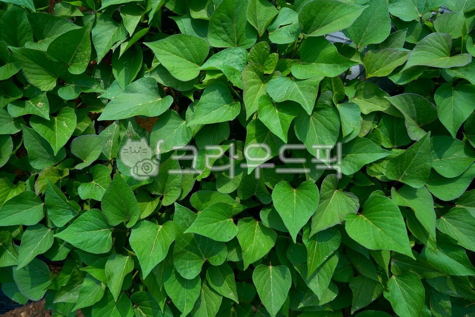 sweet potato,sweet potato field,leaf,Sweet potato farming,sweet potato leaves,plant,sweetpotatoes,sweetpotatoleaves,sweetpotatofarming,sweetpotatofield