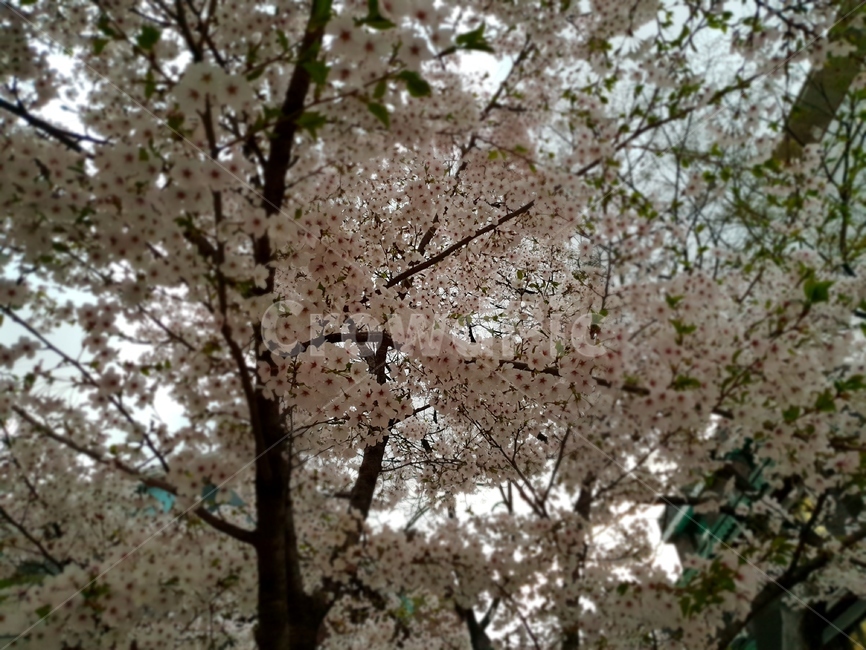 벚꽃,벚나무,자연,아련함,봄