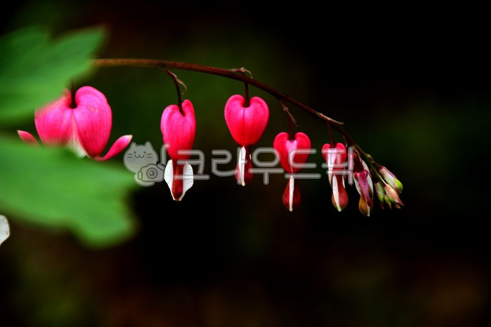 early summer flowers,Deep pink flower,bleeding heart,lucky bag flower,red flower