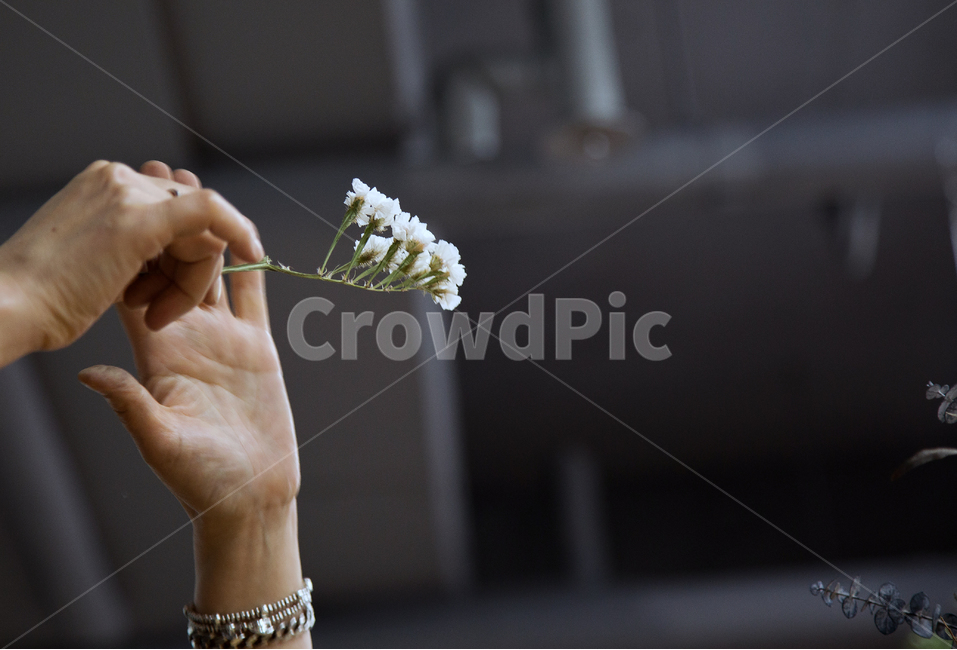 스타티스,꽃,손짓,흰색,손,식물,자연,plants,nature,꽃,flower