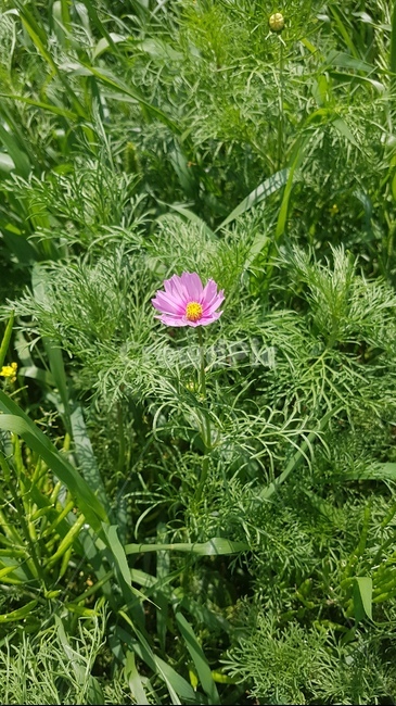 코스모스,꽃,식물,국화과,산책길