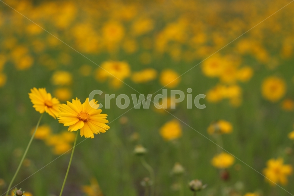 꽃,금계국,노랑코스모스,코스모스,자연,풍경,자연풍경,정물,접사,식물,자연,plants,nature,꽃,flower