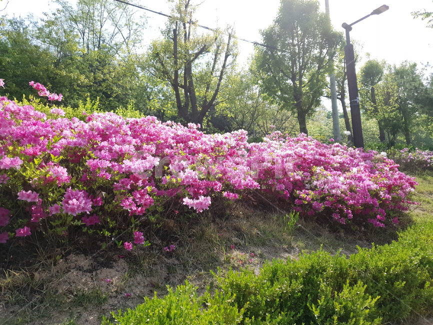 날씨,꽃,도심속꽃,꽃공원,꽃장식,식물,자연,plants,nature,꽃,flower