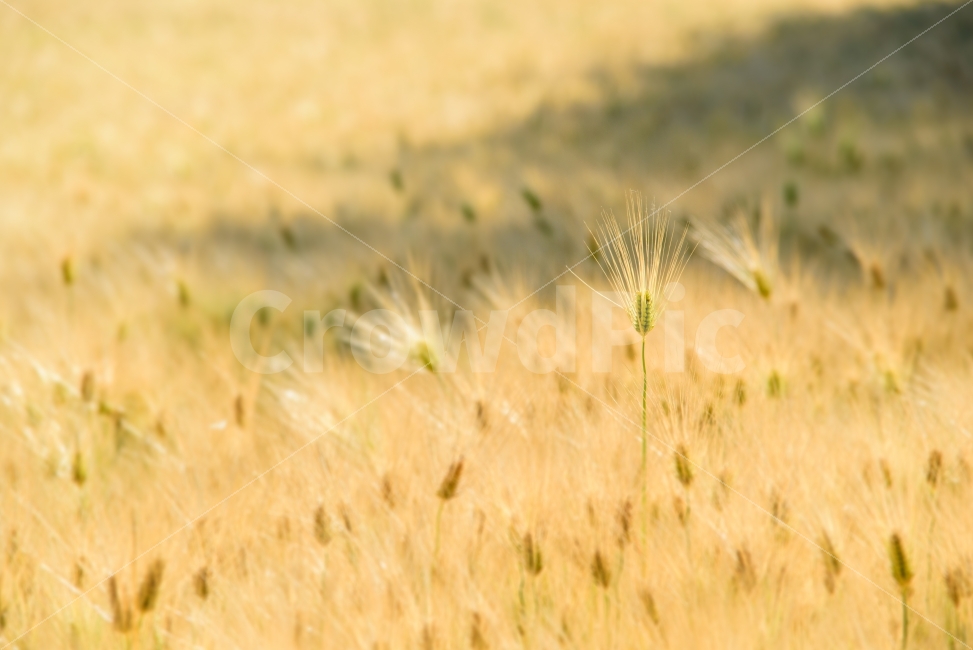 보리,익은보리,추수,곡식,건초,경작,식물,클로즈업,백그라운드,barley,plant,cereal,background,자연,풍경,nature,landscape,grass,잔디