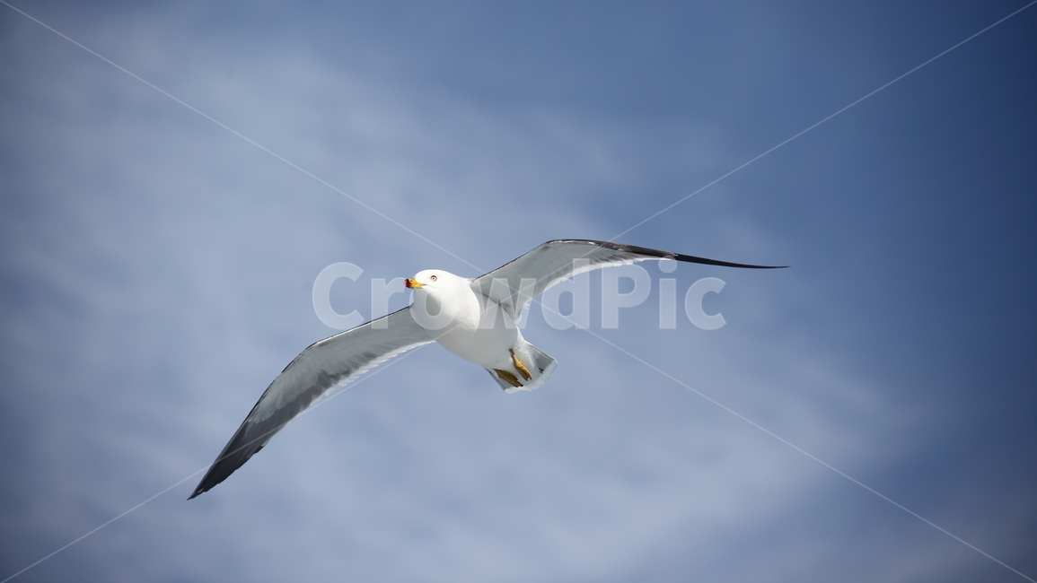 갈매기,바다새,대형조류,commongull,mewgull,laruscrassirostris,괭이갈매기,동물,animal,조류,새,birds