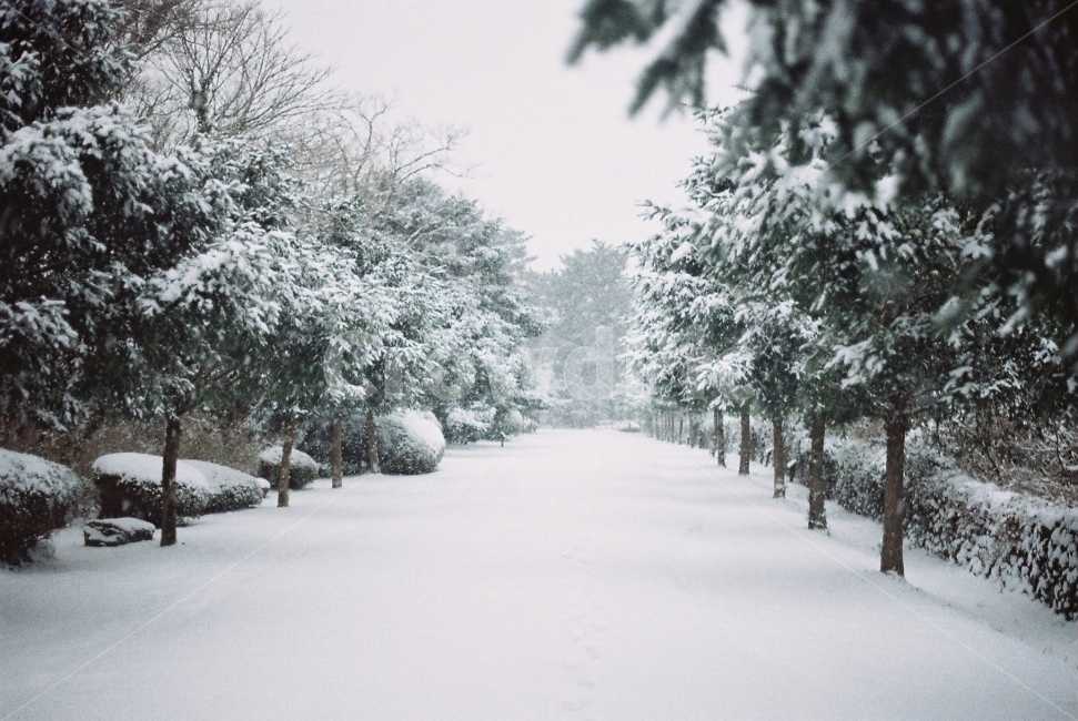 제주도,자연풍경,겨울,감성여행,눈,비자림,winter,snow,jeju,landscape,시골풍경,travel,여행,필름카메라,겨울,계절,winter,season,자연,풍경,nature,landscape,outdoors,옥외