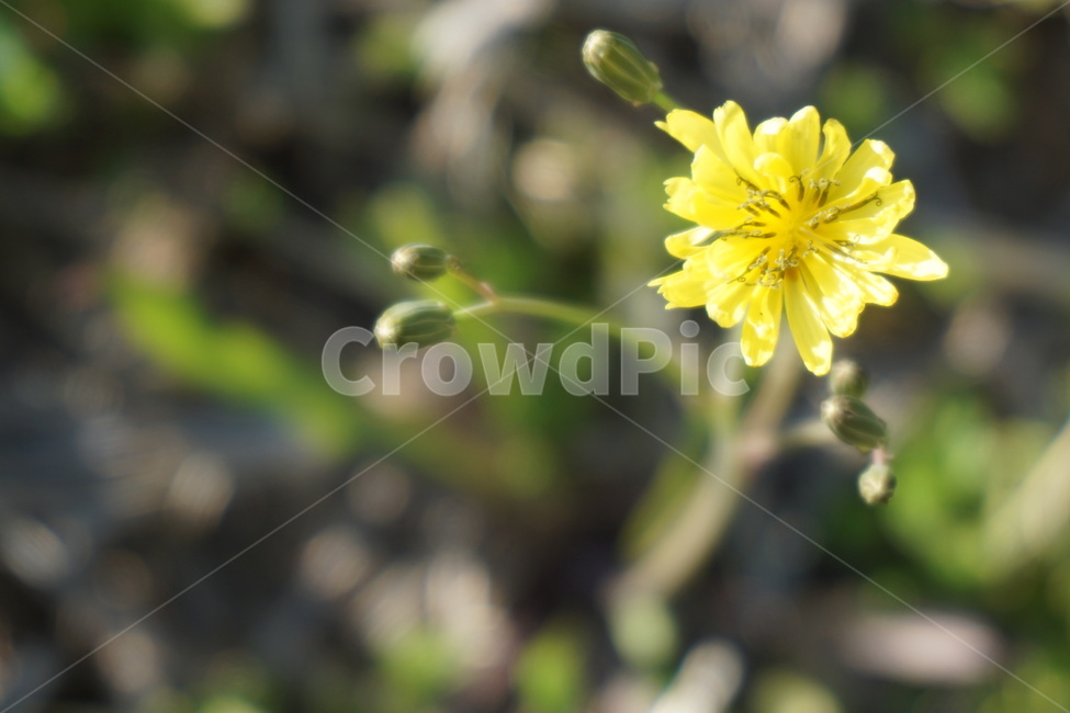 봄,봄꽃,노랑꽃,풀꽃,노란색,들판,연두색,3월,식물,자연,plants,nature,꽃,flower