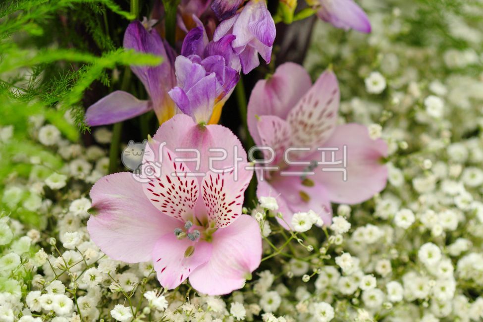 spring flowers,inca lily,petal,alstroemeria,Peruvian lily,flower