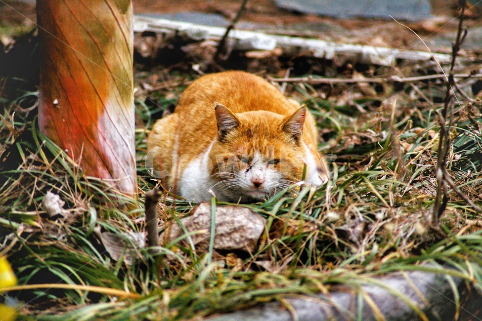 고양이,길고양이,동물,애완동물,유기묘,동물,animal,포유류,mammal,고양이,cat,kitten,kitty