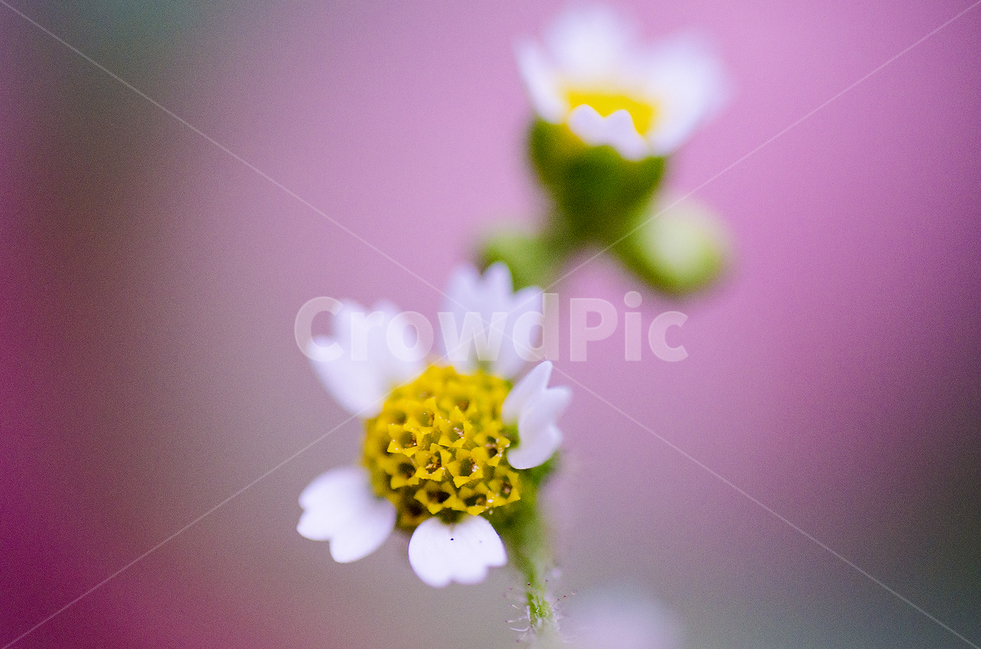 꽃,색,flowers,color,분홍,식물,자연,plants,nature,꽃,flower