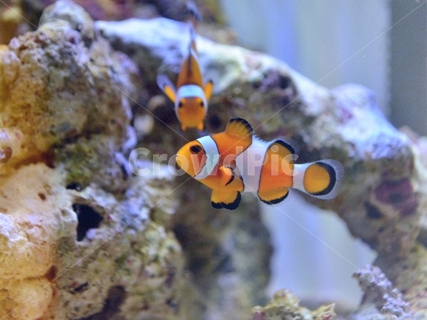 니모,물고기,해수어,바다물고기,크라운피쉬,clownfish,동물,animal,어류,물고기,fish