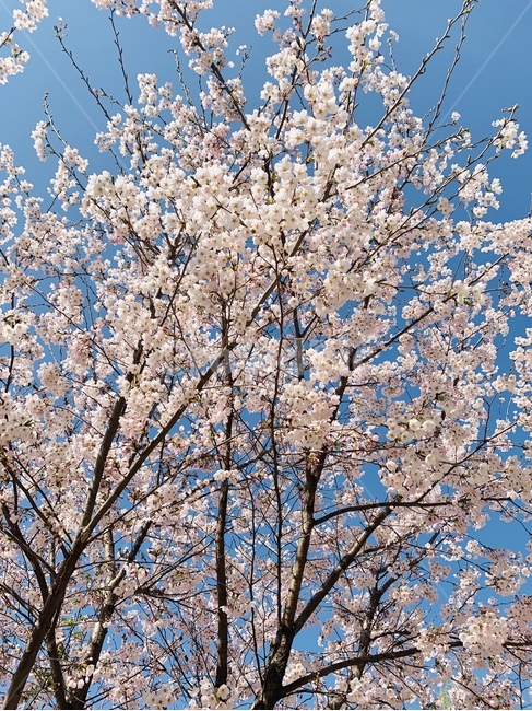 여의도,봄,벚꽃,만개,연분홍꽃