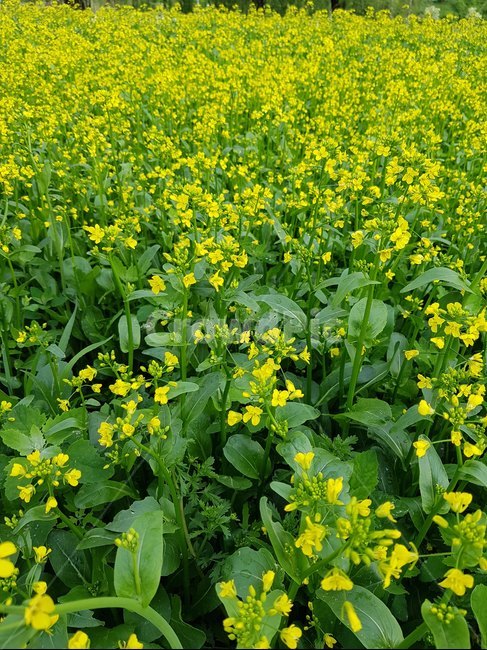 유채꽃,꽃,한강,풀,5월,봄,식물,자연,plants,nature,꽃,flower