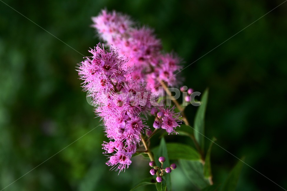 꼬리조팝나무,붉은조룩싸리,장미과,활엽관목,관상수,진주화,식물,자연,plants,nature,꽃,flower