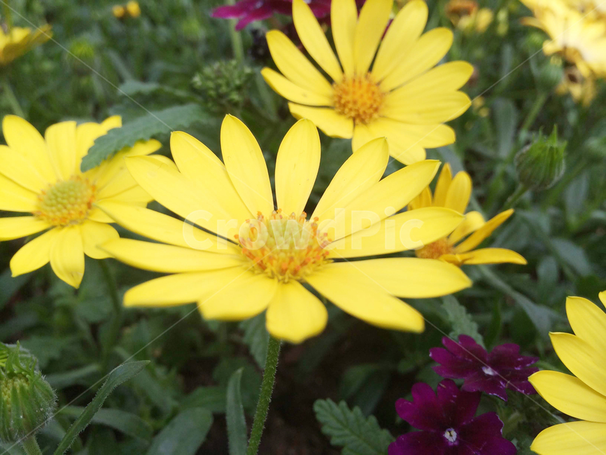 감국,꽃,노란색꽃,자연,가을,계절,노란색,감국꽃,식물,자연,plants,nature,꽃,flower