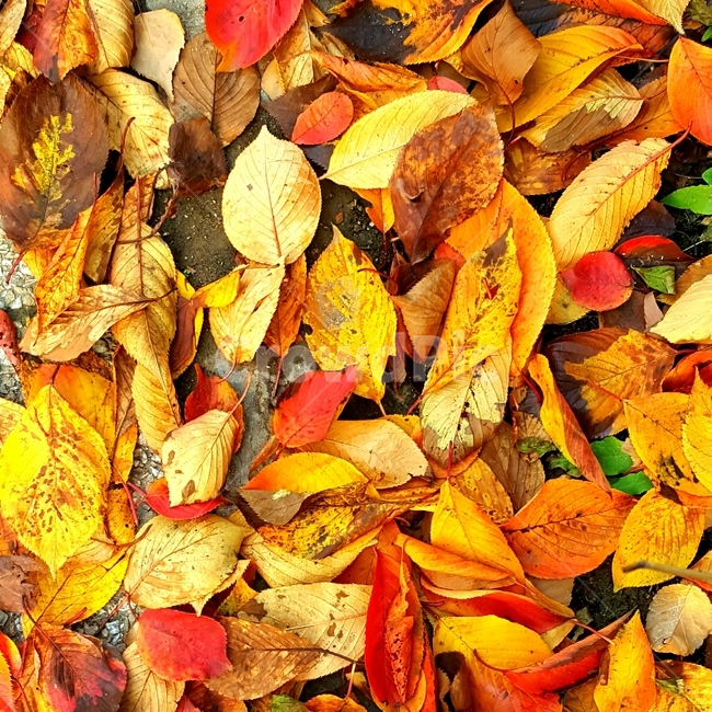낙엽,가을,노란,이파리,계절,감성,가을,계절,fall,autumn,season,leaf,잎,plant,식물