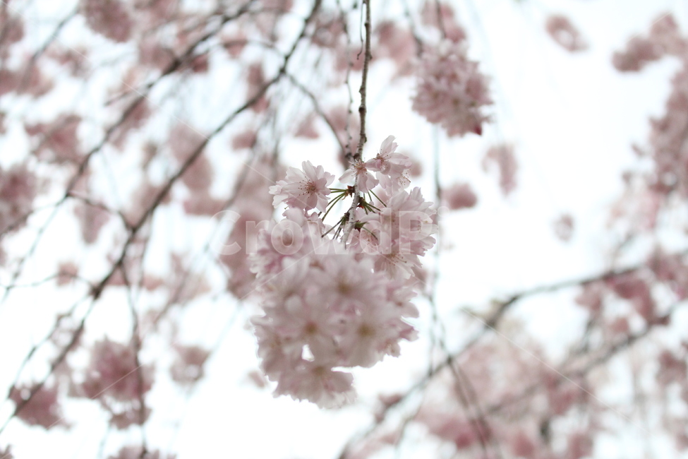 plant,cherryblossom,flower,blossom,꽃,벚꽃