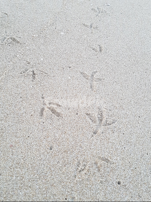 footprint,sand,모래,발자국,해안가