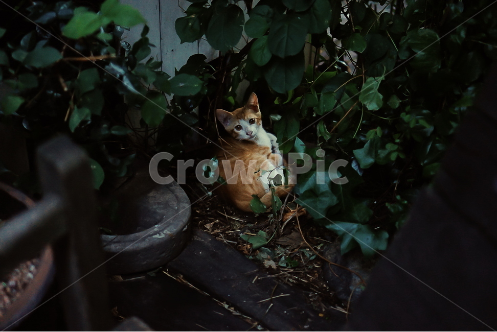 고양이,길고양이,나뭇잎,문화골목,새끼길고양이,동물,감성,cat,leaf,waycats,동물,animal,포유류,mammal,고양이,cat,kitten,kitty