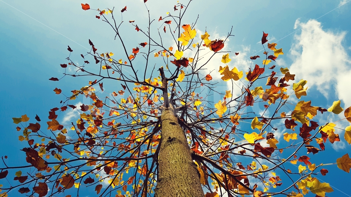 가을,하늘,단풍,빛깔,나무,낙엽,korea,autumn,sky,maple,tree,colorful,가을,계절,fall,autumn,season,식물,자연,plants,nature,나무,trees,wood,plant,leaf,잎