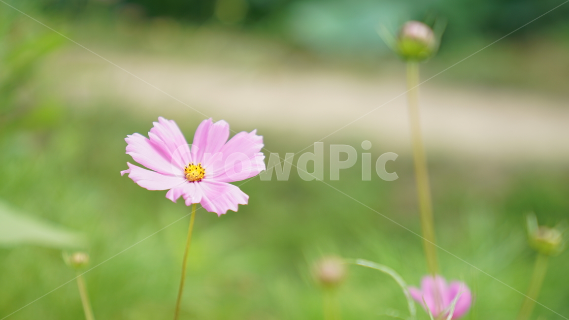 코스모스,꽃,자연,식물,계절,바탕화면,flower,nature