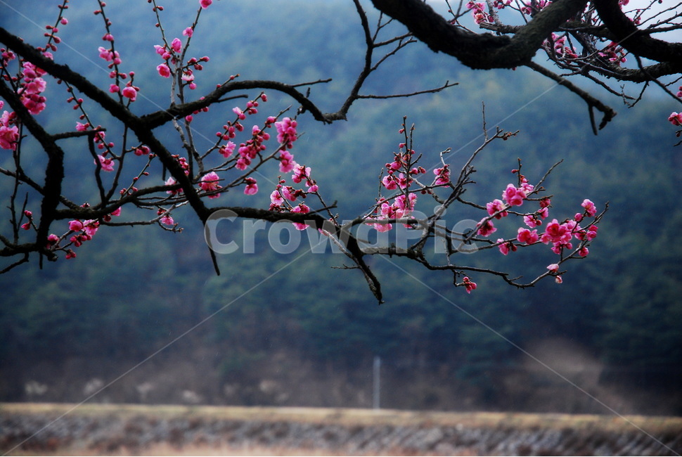 매화,매화리,홍매화,홍매,봄,봄꽃,봄,계절,spring,season,식물,자연,plants,nature,꽃,flower,plant,blossom