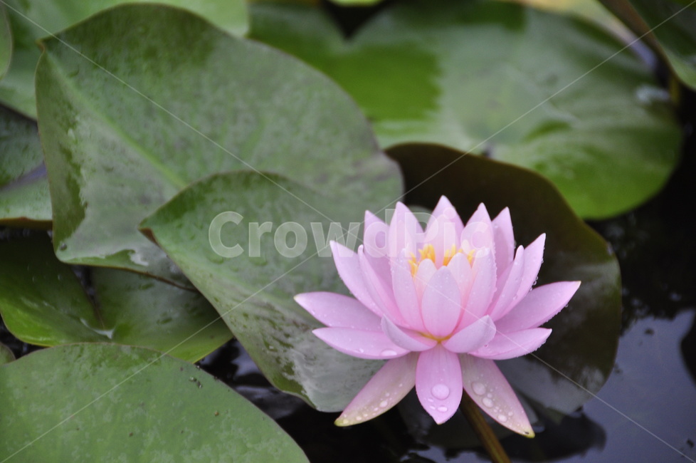 식물,꽃,flower,blossom,수련꽃,식물,자연,plants,nature,꽃,flower