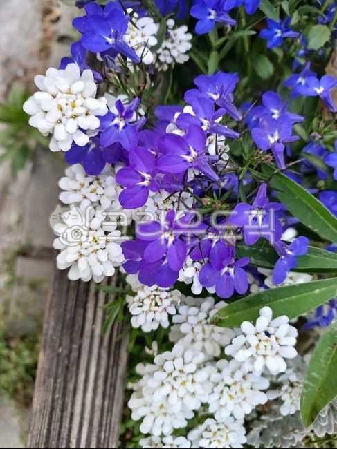 blue flower,color,spring flowers,spring,petal,white,Imeris,Iberis Sempervirens,loberia,lobelia,horseradish,blossom,candytufts,Color,violet,light purple,flower,White,campanulaceae,blue,Snow Flower,Iberis,purple