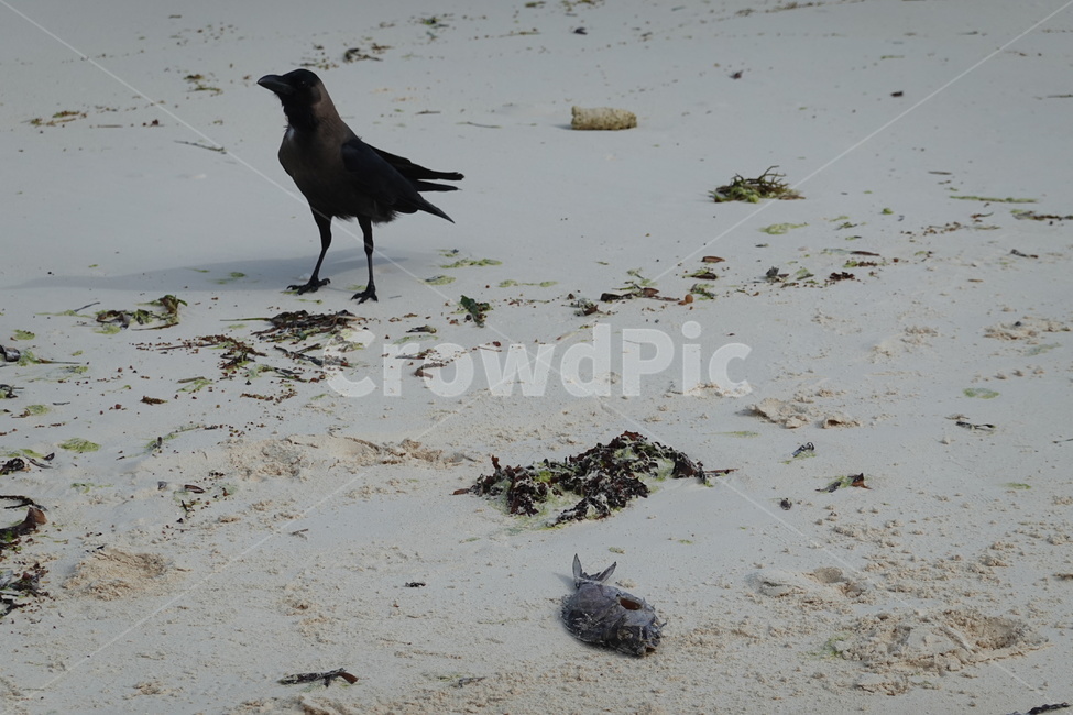 animal,동물,bird,새,까마귀,자연