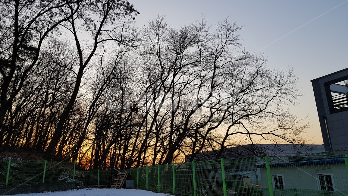 겨울,아상한나무,추움,노을,눈