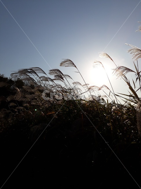 갈대밭,억새,공원,park,하늘,sky,바람,wind,자연,neture,가을,산책,view,식물,grass,plant,lawn,잔디,reed,갈대