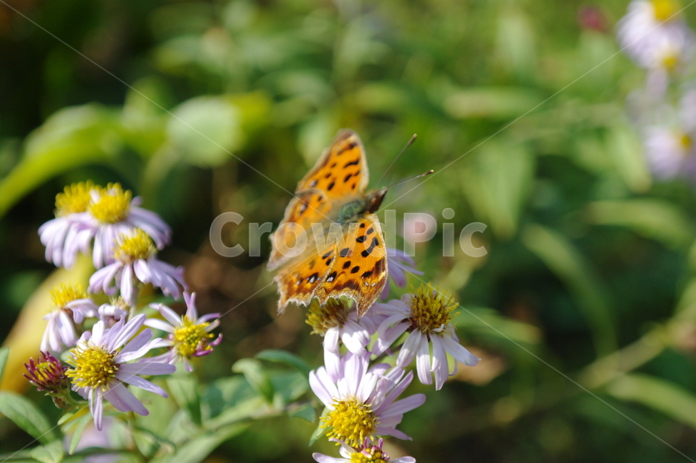 꽃,자연,나비,호랑나비,flower,butterfly,식물,자연,plants,nature,꽃,flower
